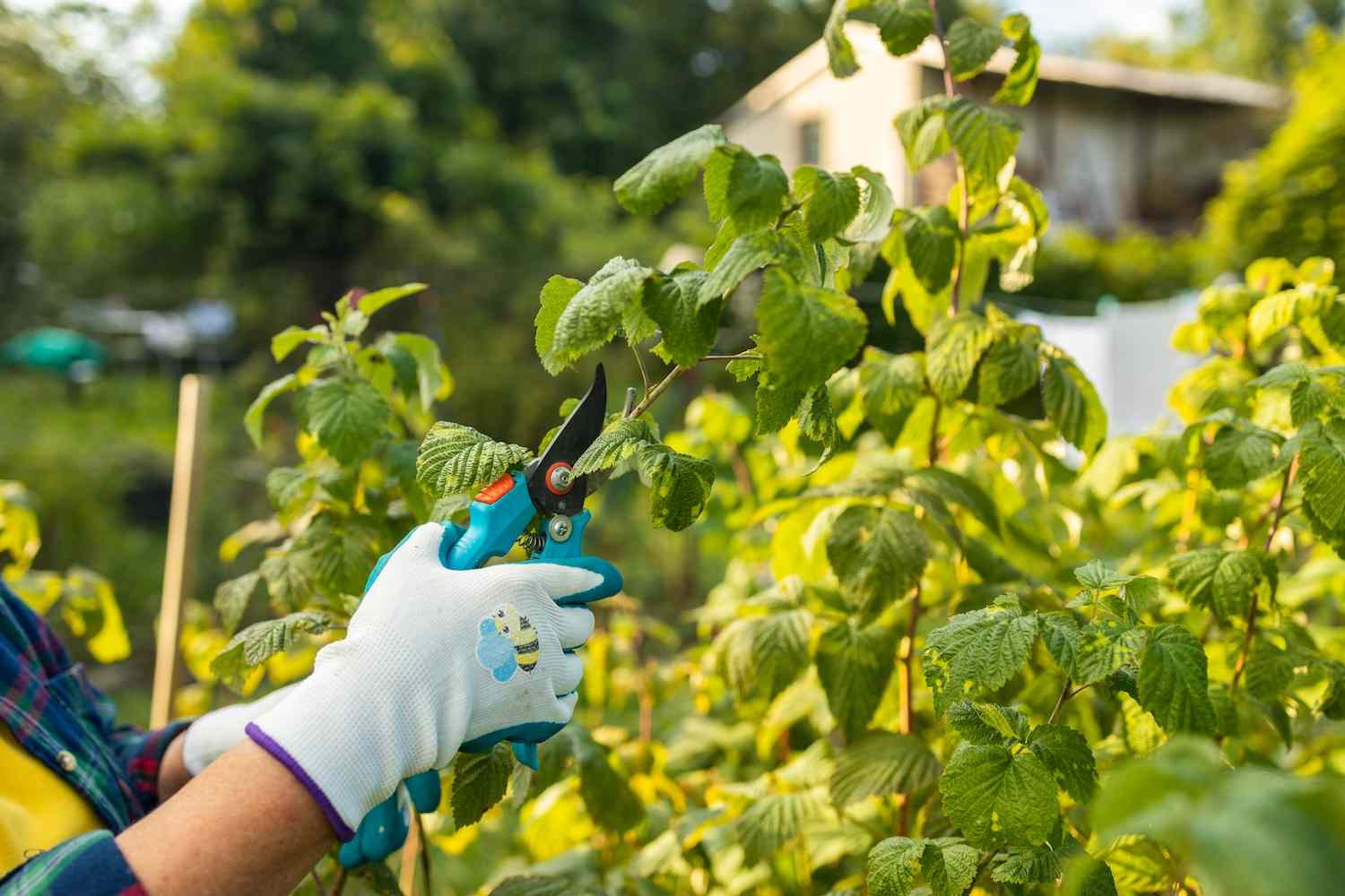 Gartenpflege die gärtner profis pflegen dein garten